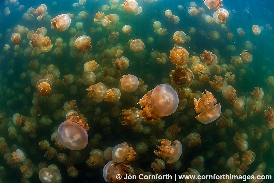 Jellyfish Lake 17