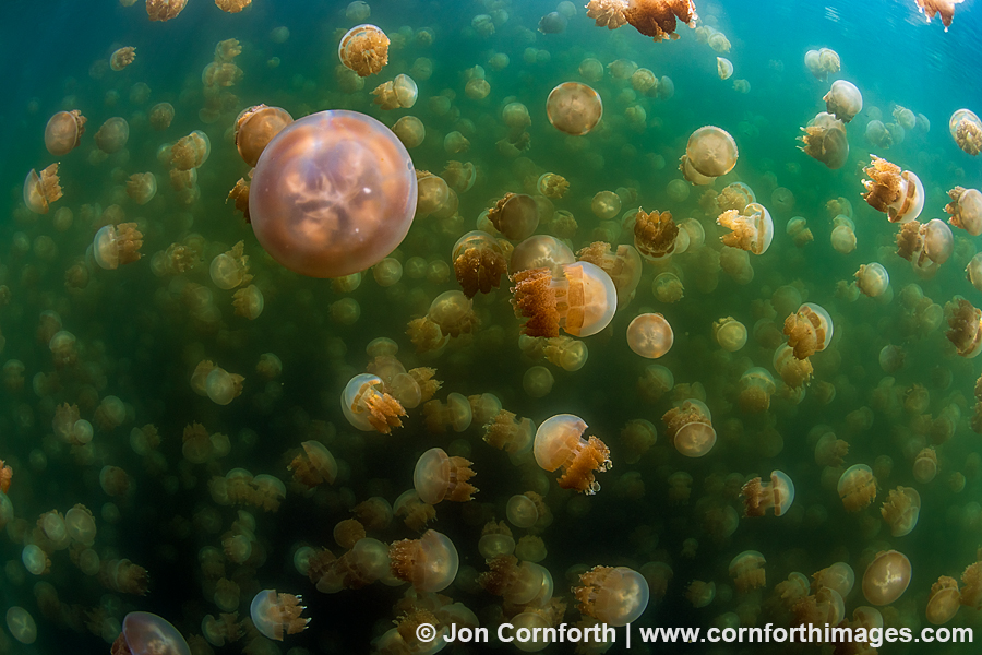 Jellyfish Lake 18