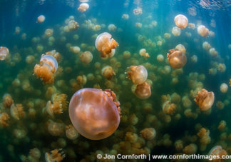 Jellyfish Lake 19