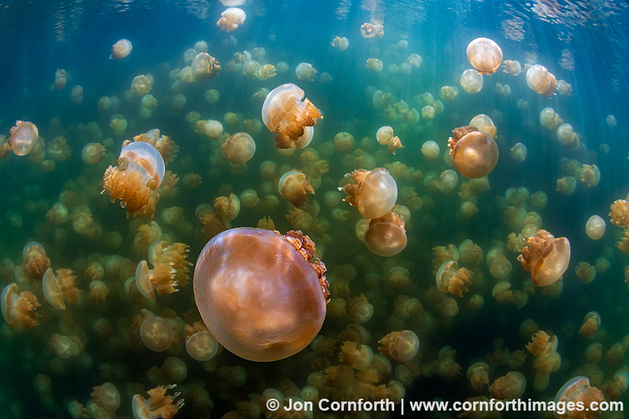 Jellyfish Lake 19