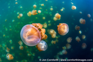 Jellyfish Lake 2