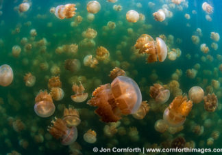 Jellyfish Lake 20