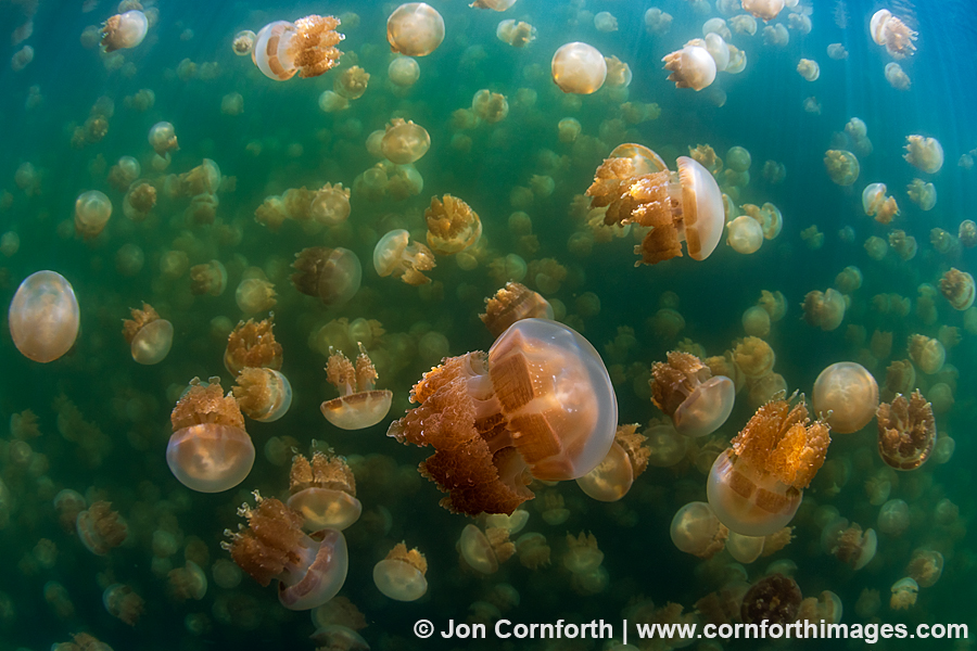 Jellyfish Lake 20