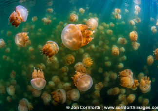 Jellyfish Lake 21