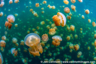 Jellyfish Lake 22