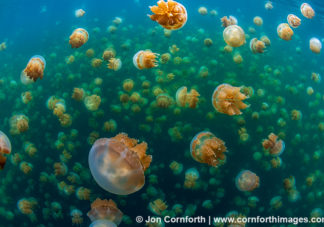 Jellyfish Lake 23