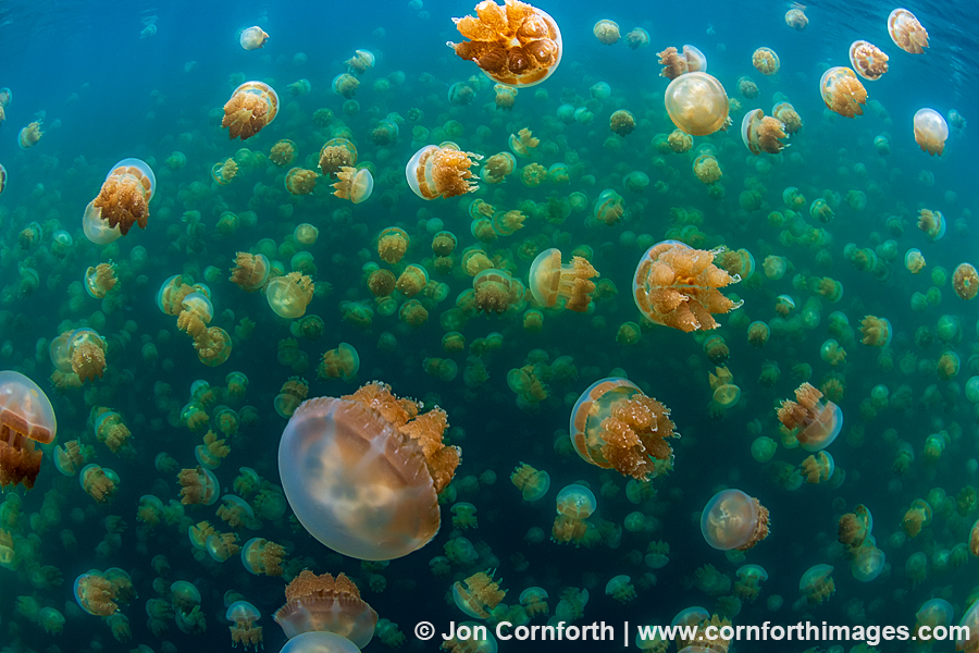 Jellyfish Lake 23