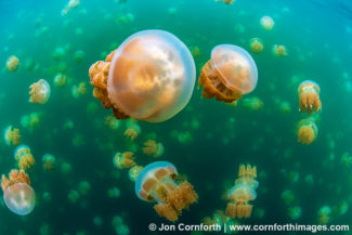 Jellyfish Lake 24