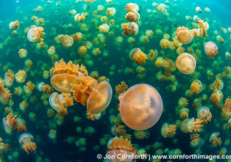 Jellyfish Lake 25