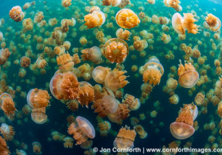 Jellyfish Lake 26