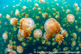 Jellyfish Lake 27