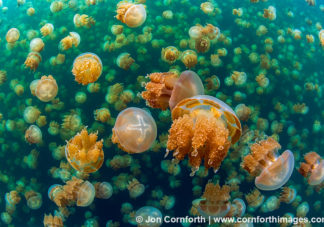 Jellyfish Lake 28