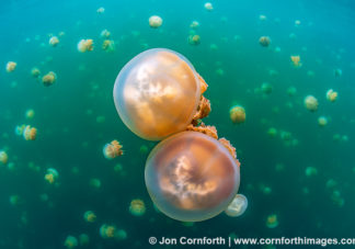 Jellyfish Lake 29