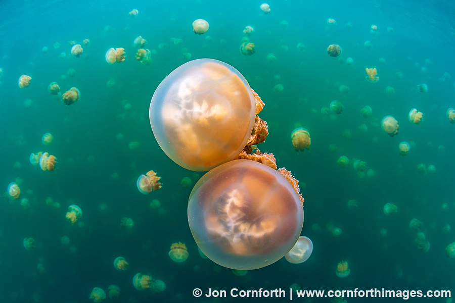 Jellyfish Lake 29