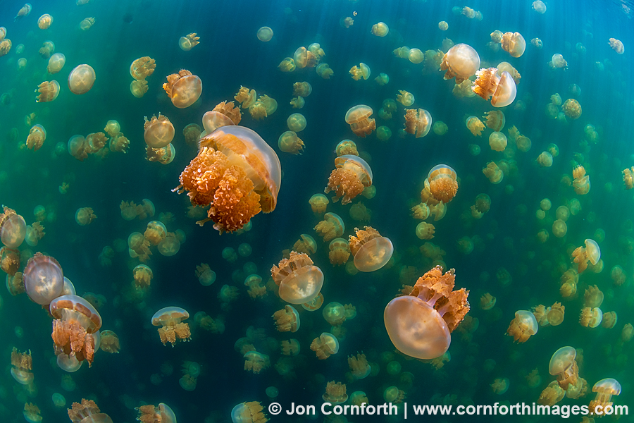 Jellyfish Lake 3
