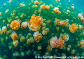 Jellyfish Lake 30
