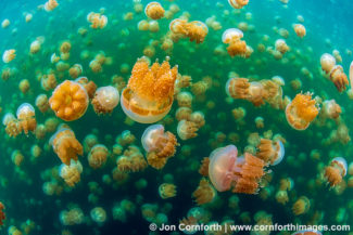 Jellyfish Lake 30