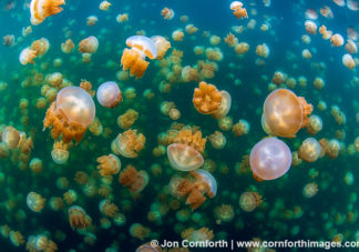 Jellyfish Lake 31
