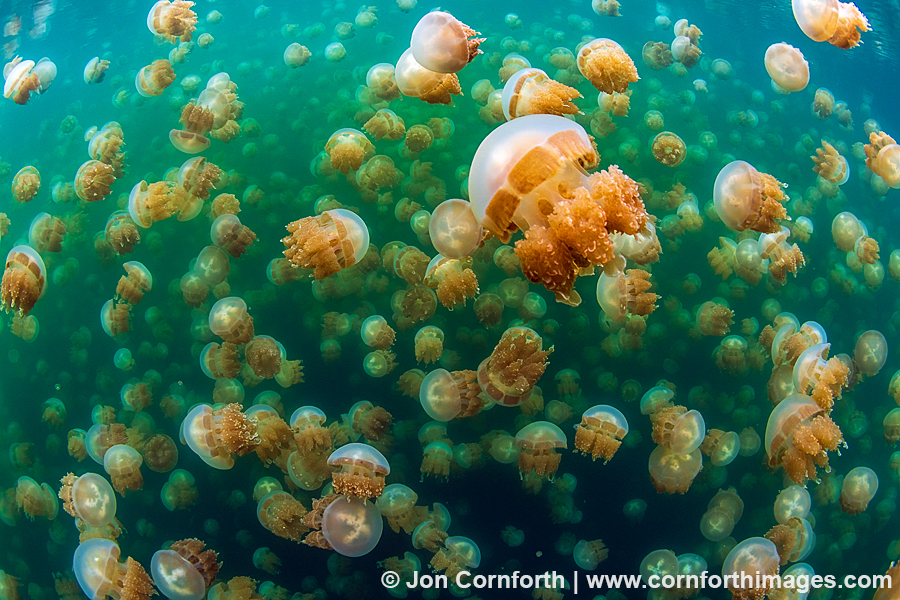 Jellyfish Lake 32