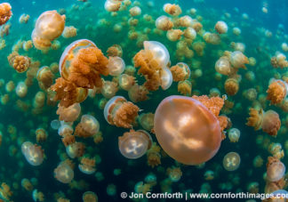 Jellyfish Lake 33