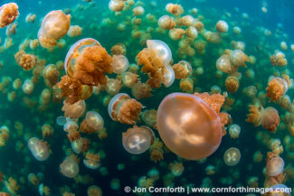 Jellyfish Lake 33