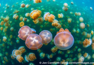 Jellyfish Lake 34