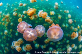 Jellyfish Lake 34