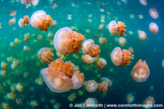 Jellyfish Lake 35