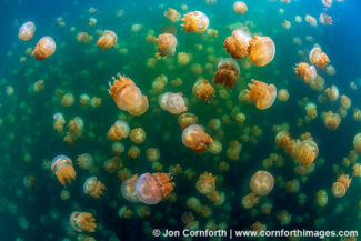 Jellyfish Lake 4