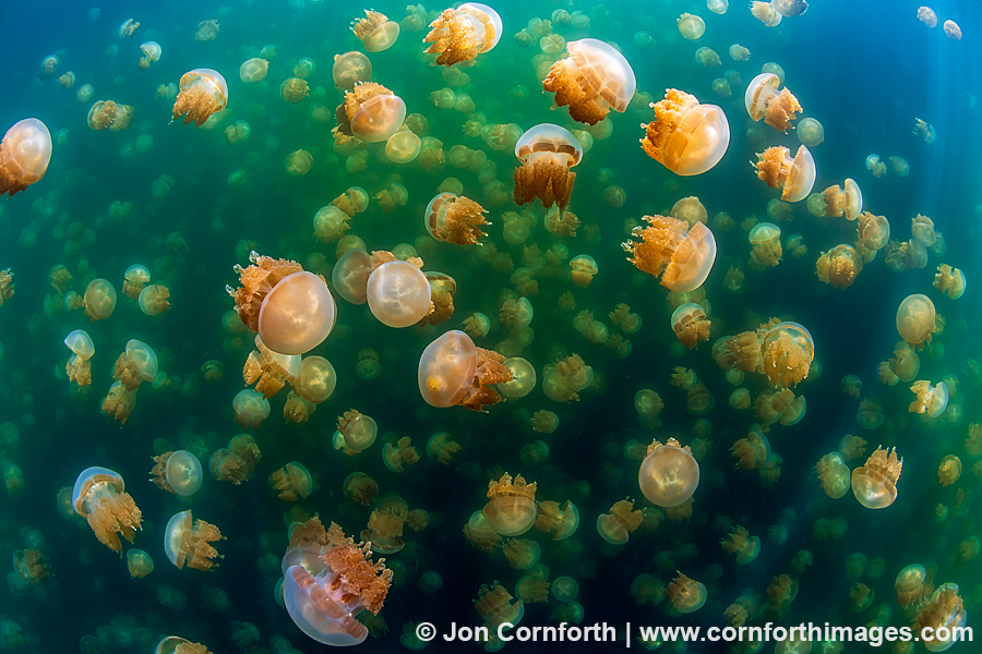 Jellyfish Lake 5