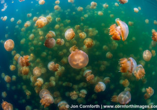 Jellyfish Lake 6