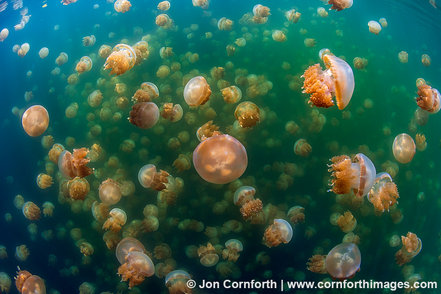 Jellyfish Lake 6