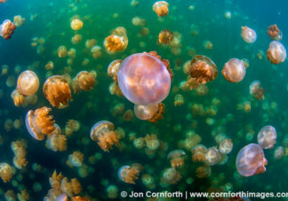 Jellyfish Lake 7