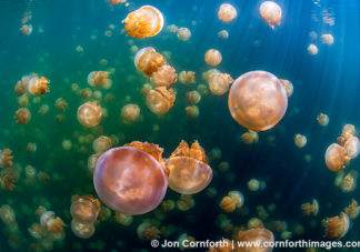 Jellyfish Lake 8