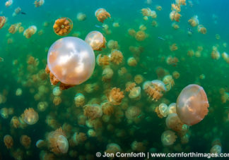 Jellyfish Lake 9