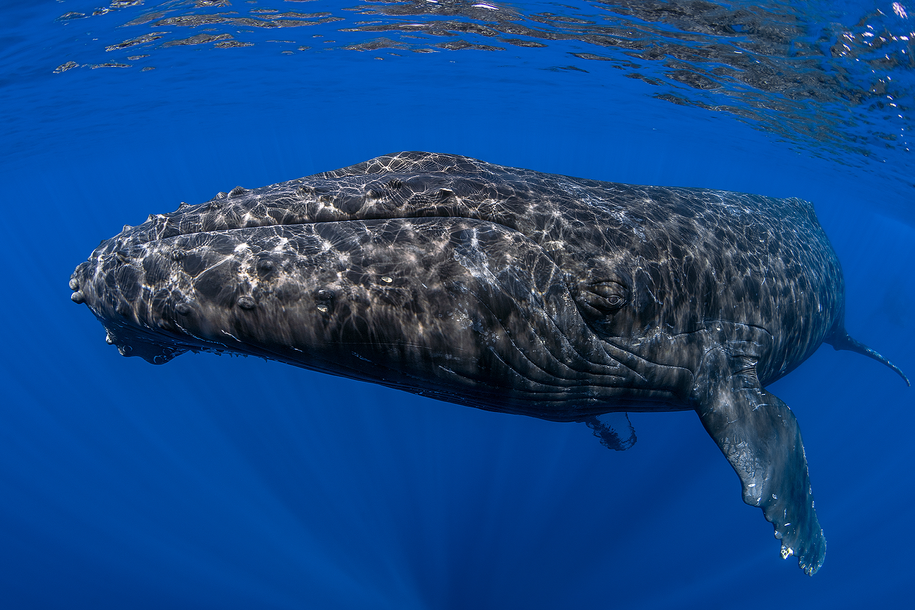 Humpback Whale 100