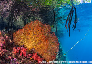 Marovo Lagoon Coral Reef 1