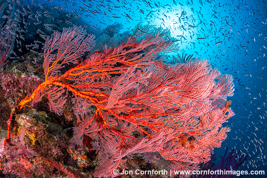 Marovo Lagoon Coral Reef 12