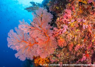 Marovo Lagoon Coral Reef 13