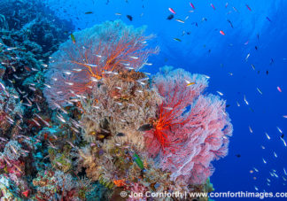 Marovo Lagoon Coral Reef 14