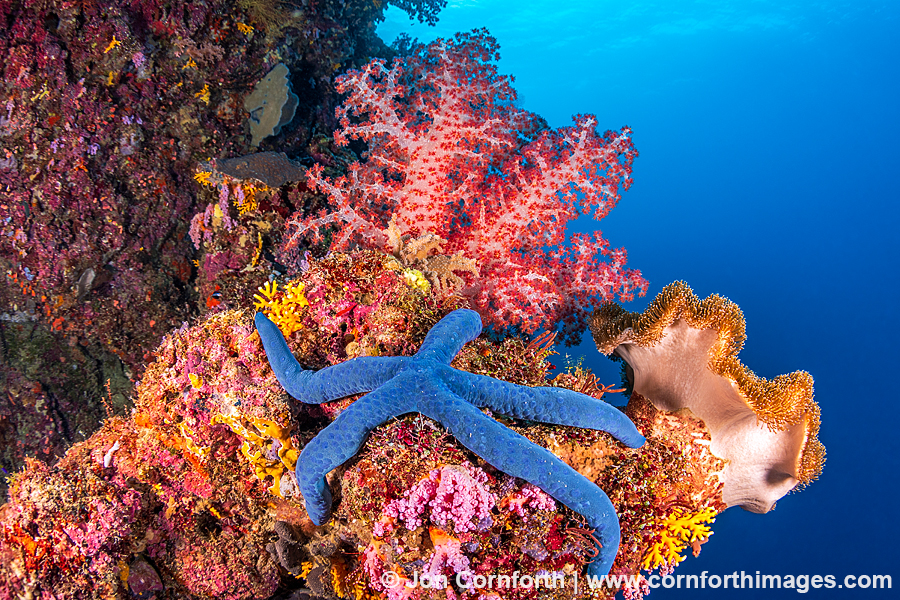 Marovo Lagoon Coral Reef 15