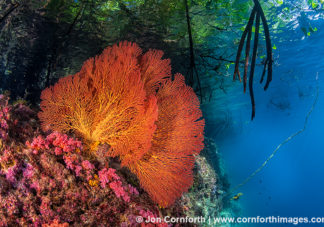 Marovo Lagoon Coral Reef 2