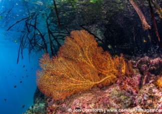 Marovo Lagoon Coral Reef 3
