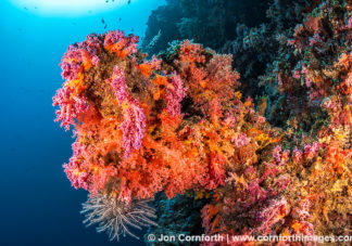 Marovo Lagoon Coral Reef 4