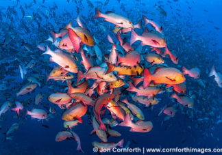 Red Snapper Spawning 11