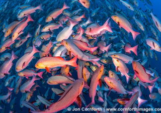 Red Snapper Spawning 12