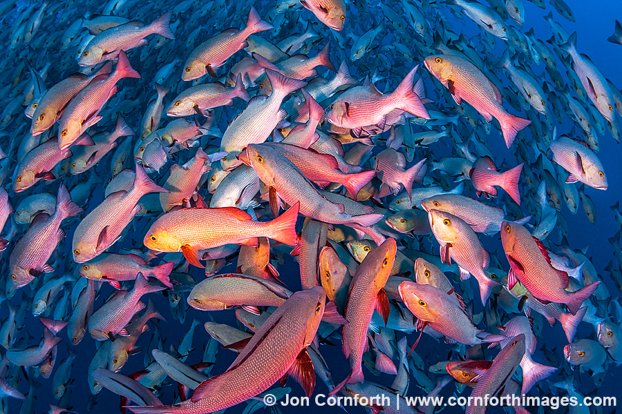 Red Snapper Spawning 12