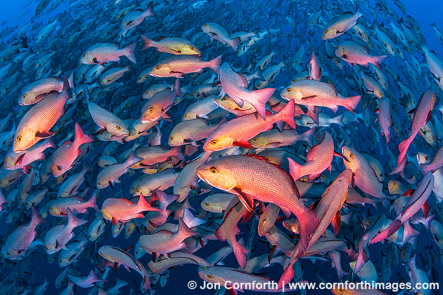Red Snapper Spawning 13