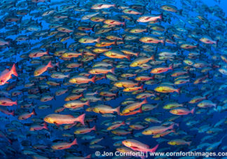 Red Snapper Spawning 5