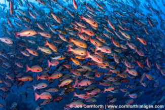 Red Snapper Spawning 7
